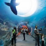 Dubai Akvaryum, Sualtı Bahçesi&Buz Pateni Tam Gün Turu